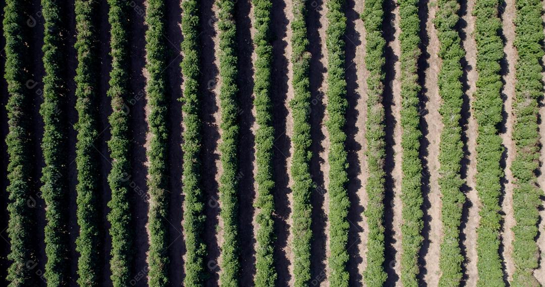 Vista aérea de uma fazenda de café. Plantação de café. Café crescendo. 4K.