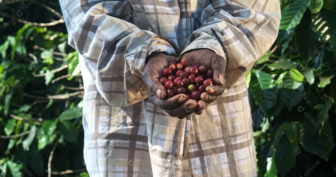 Mulher agricultora africana americana mostrando grãos de café vermelhos escolhidos
