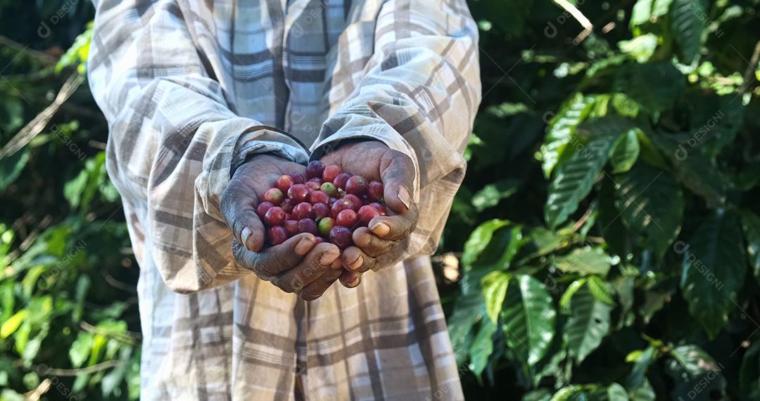 Mulher agricultora africana americana mostrando grãos de café vermelhos escolhidos