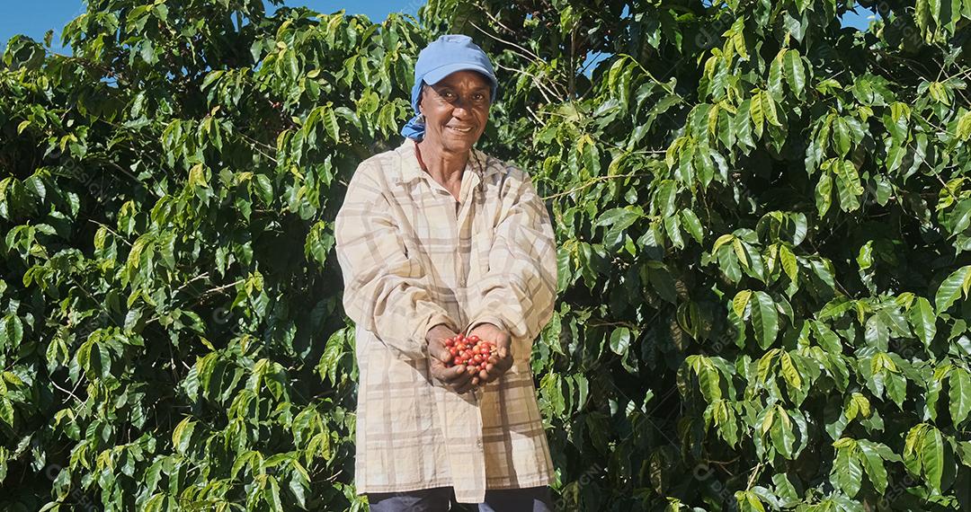 Agricultora latina mostrando grãos de café vermelhos escolhidos em suas mãos.