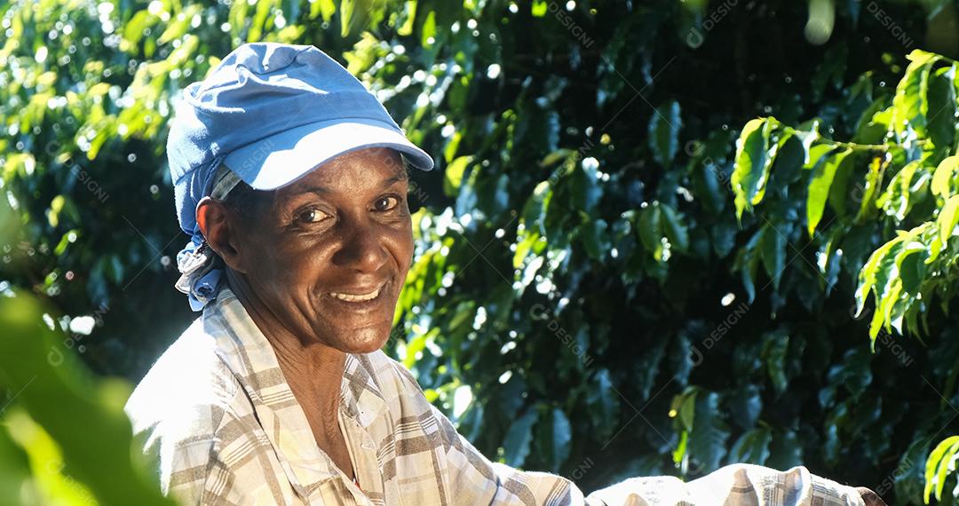 Mulher sorridente do Brasil colhendo sementes de café vermelho no plano de café