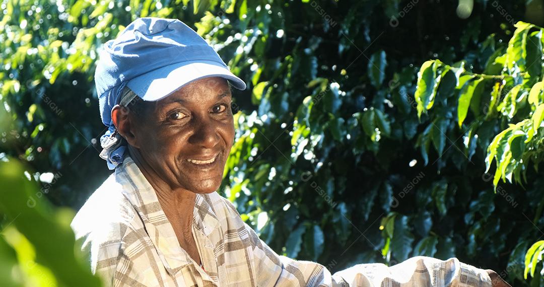 Mulher sorridente do Brasil colhendo sementes de café vermelho no plano de café