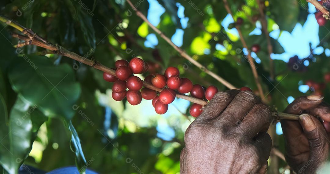 Café arábica sendo colhido manualmente pela mão de uma mulher agricultora