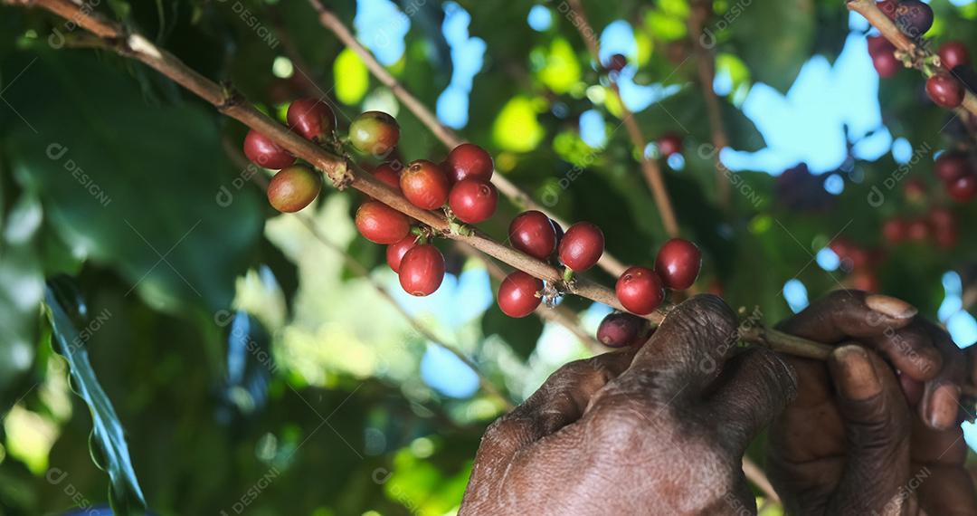 Café arábica sendo colhido manualmente pela mão de uma mulher agricultora