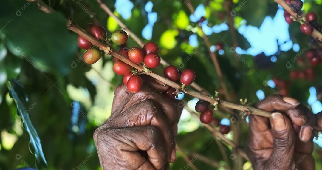 Café arábica sendo colhido manualmente pela mão de uma mulher agricultora