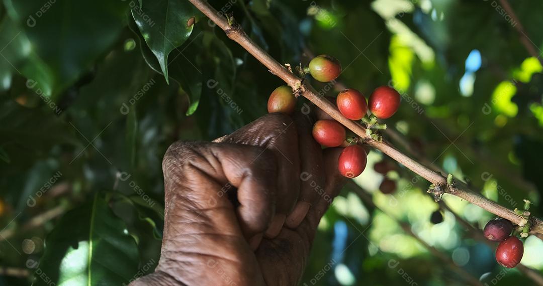 Café arábica sendo colhido manualmente pela mão de uma mulher agricultora