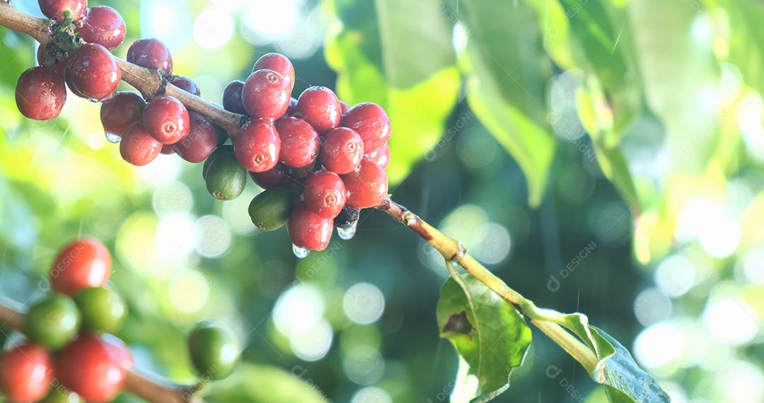 Amadurecimento de grãos de café, café fresco, ramo de frutas vermelhas, indústria