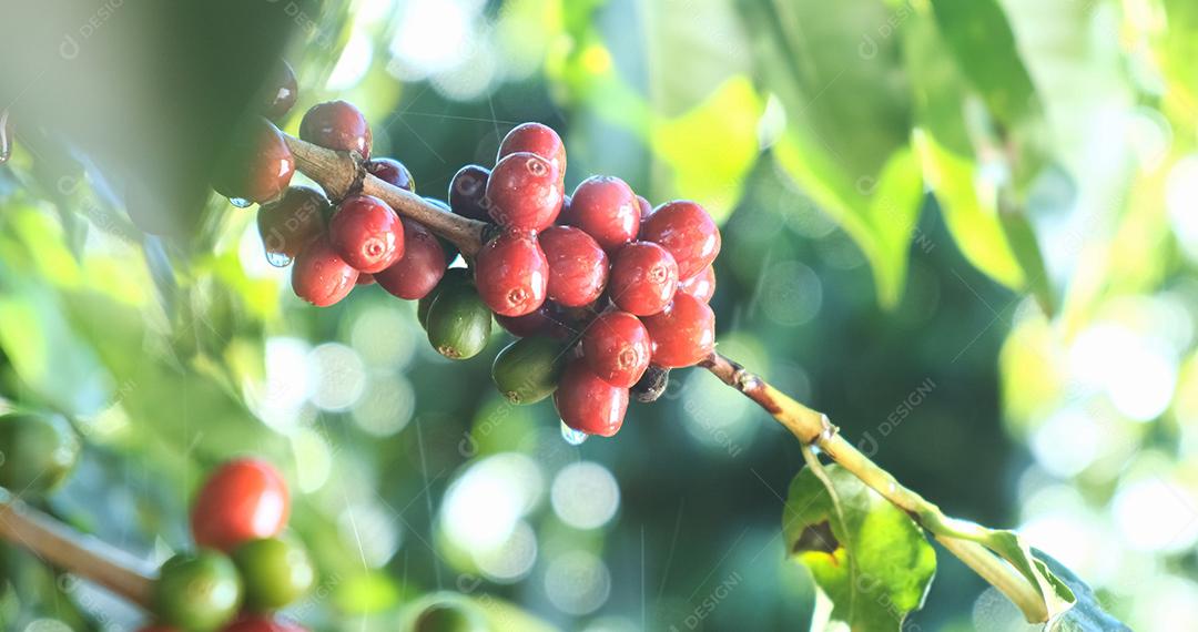 Amadurecimento de grãos de café, café fresco, ramo de frutas vermelhas, indústria