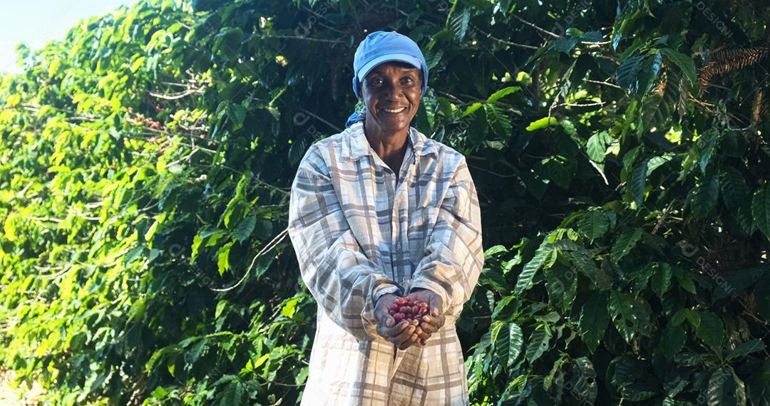 Mulher agricultora africana americana mostrando grãos de café vermelhos escolhidos em suas mãos