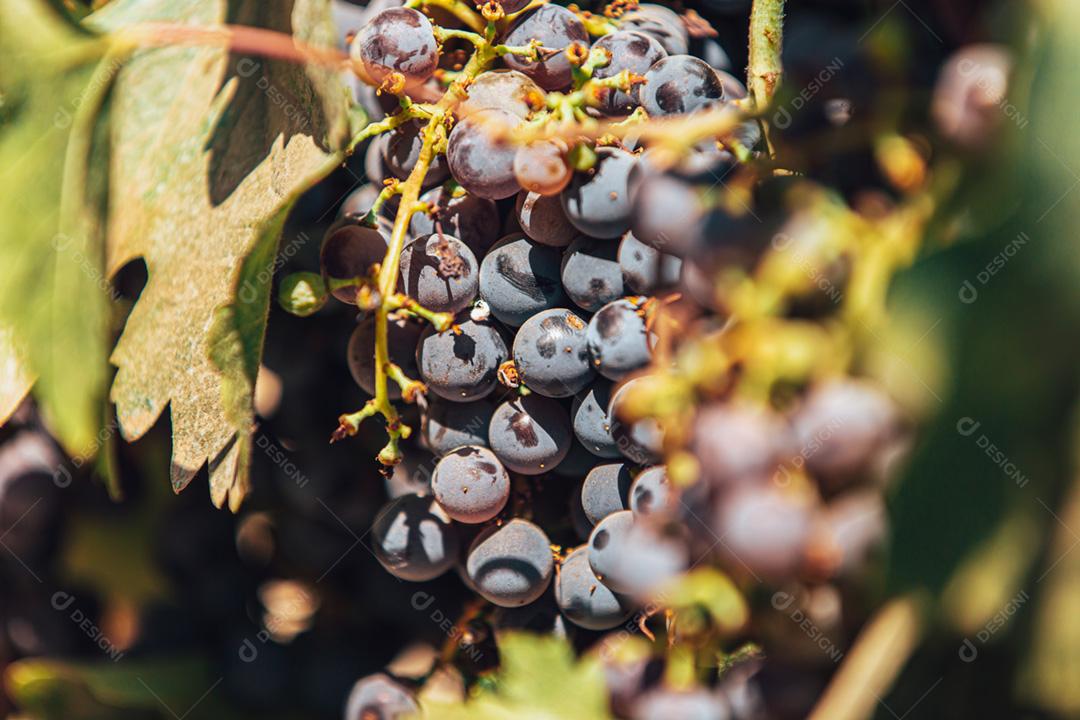 Uvas maduras penduradas em vinhedos de videiras. Na vinha.