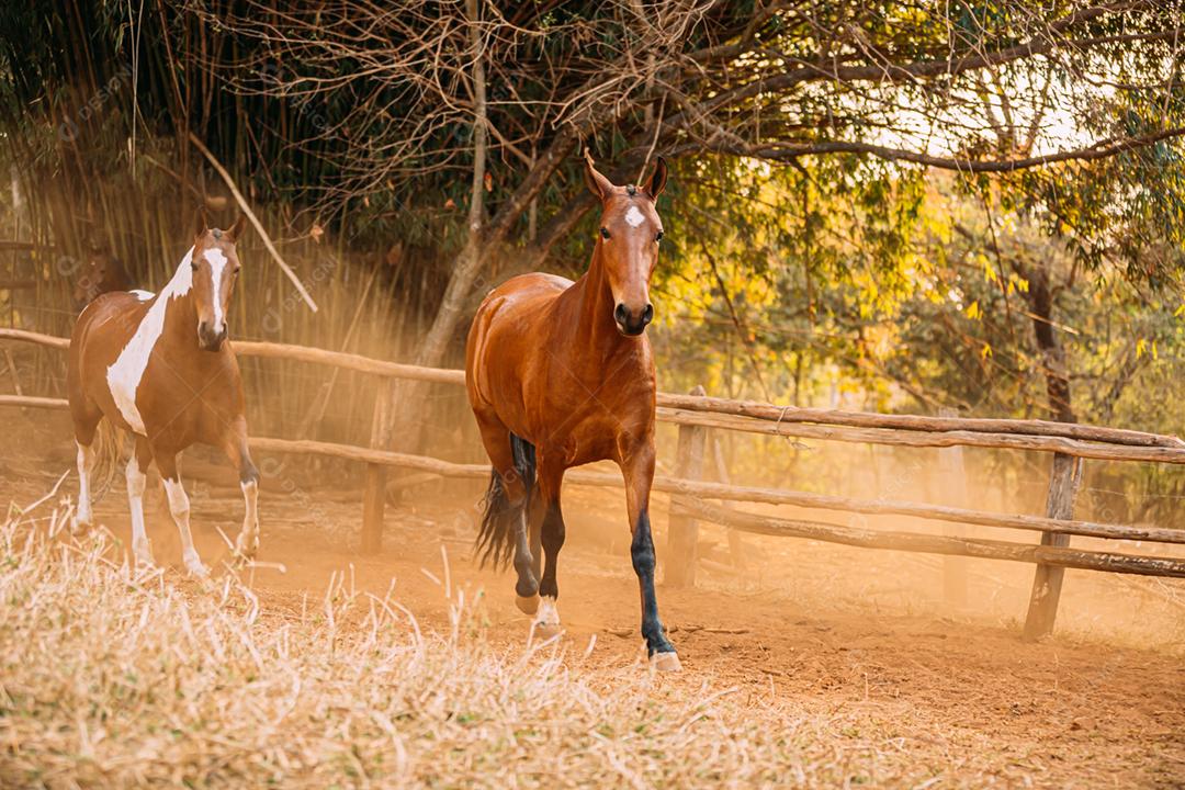 Rebanho de cavalos galopando na poeira arenosa.de cavalos galopando na poeira arenosa.