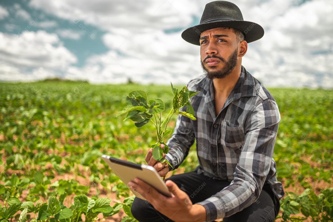 Agricultor latino-americano trabalhando na plantação de soja, examinando o desenvolvimento da cultura no tablet.