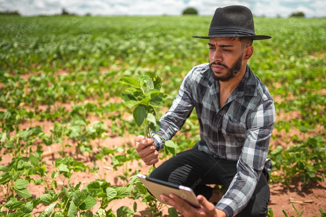 Agricultor latino-americano trabalhando na plantação de soja, examinando o desenvolvimento da cultura no tablet.