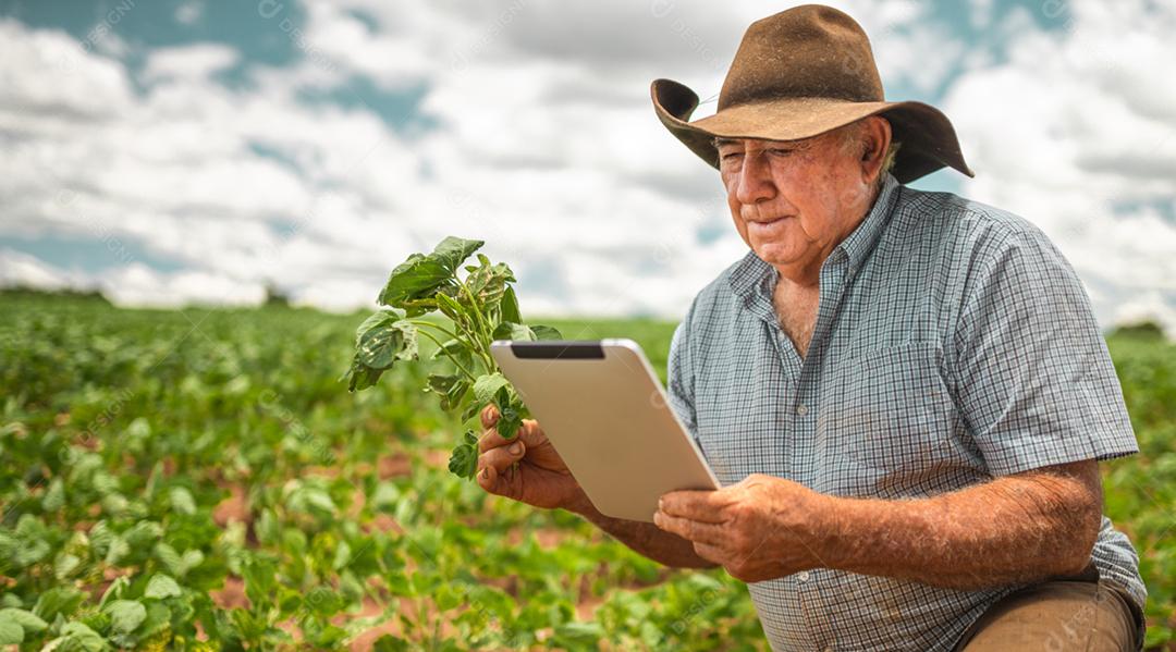 Latin American farmer working in soybean plantation, examining crop development on tablet.
