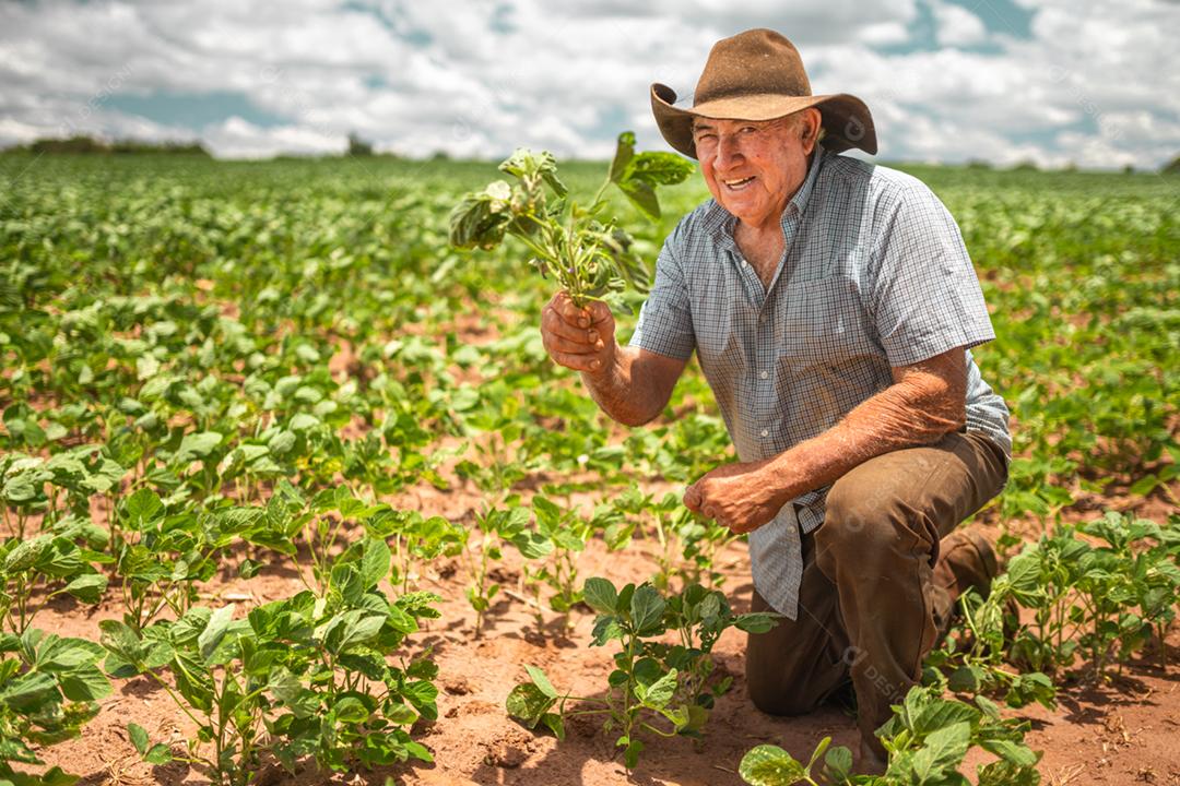 Agricultor latino-americano idoso trabalhando na plantação, segurando uma pequena muda de soja.