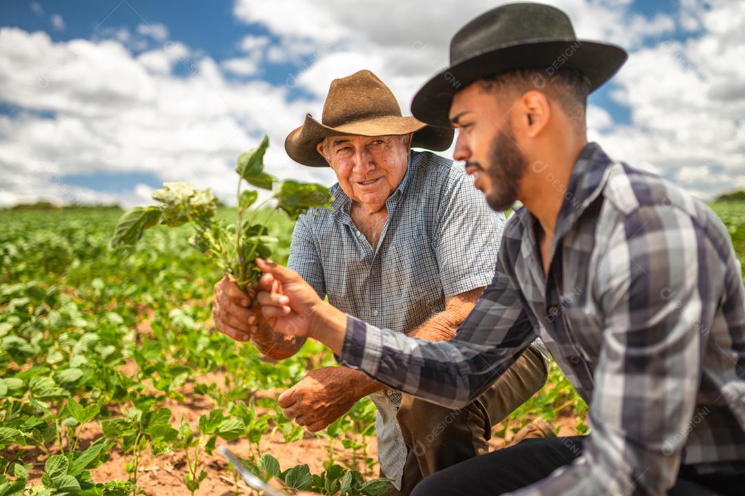 Agricultores da América Latina trabalhando na plantação, segurando uma pequena muda de soja.