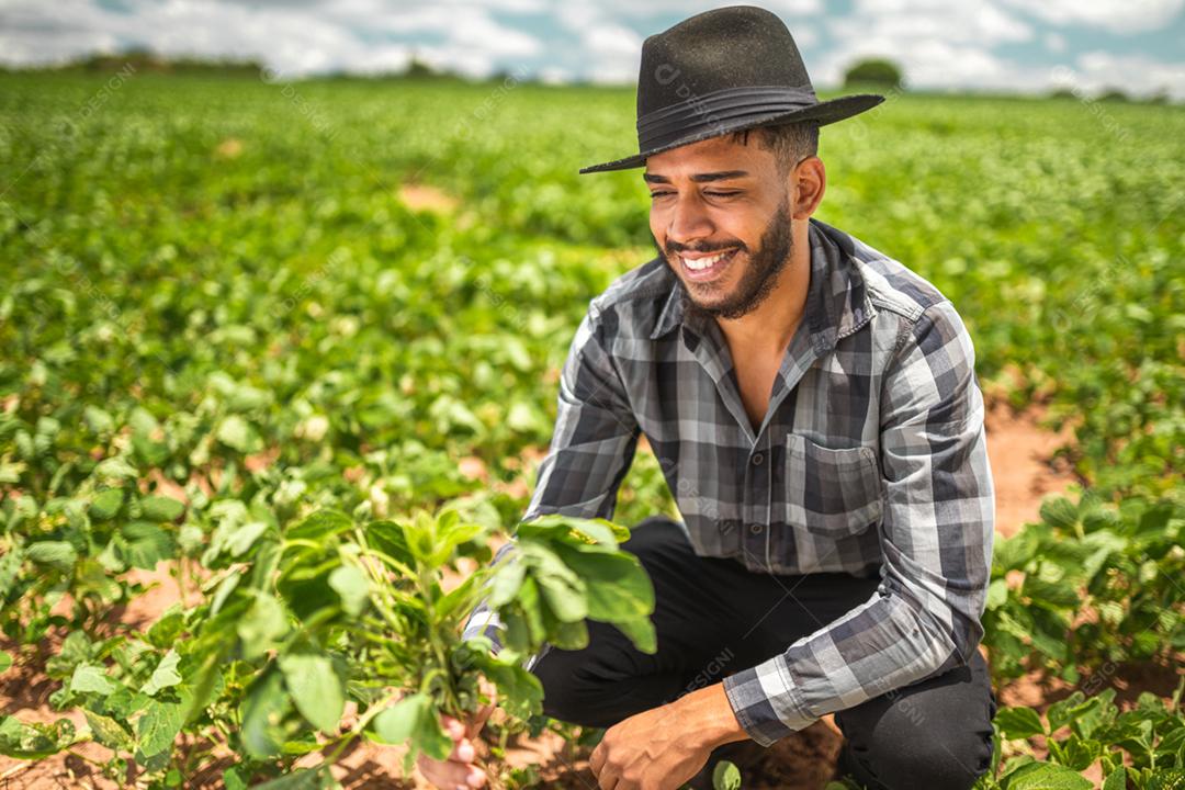 Agricultor latino-americano trabalhando na plantação, segurando uma pequena muda de soja.