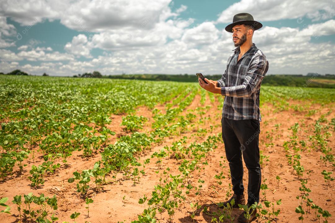 Latin American farmer working in soybean plantation, examining crop development on smartphone