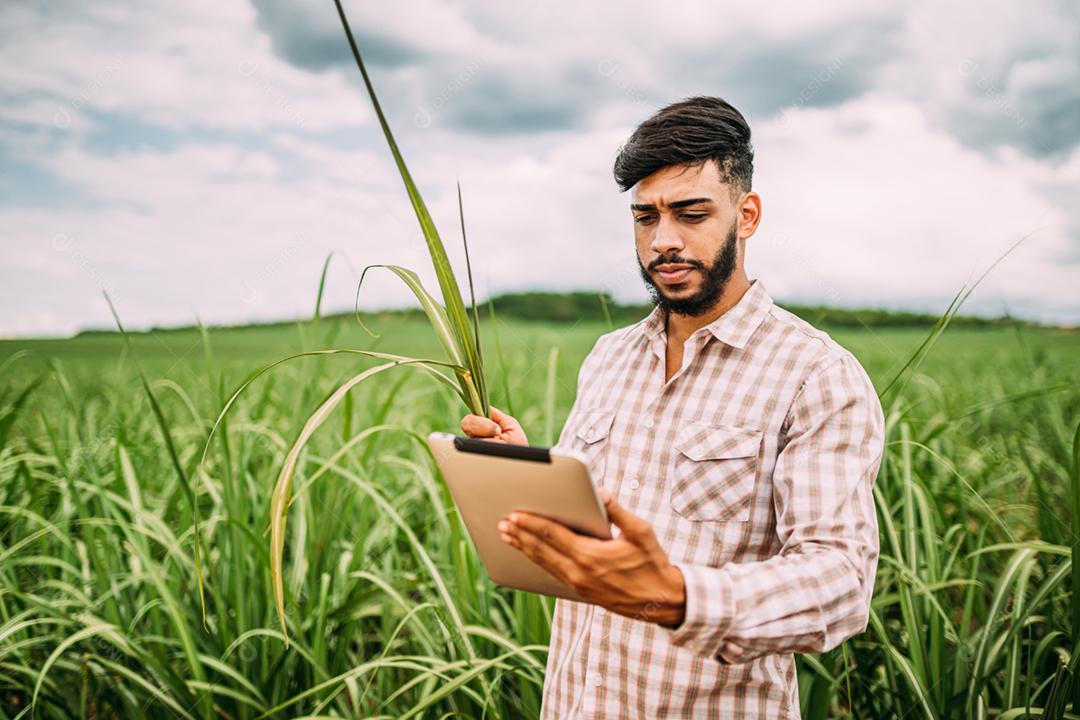 Jovem agricultor latino trabalhando com tablet digital na plantação de cana-de-açúcar. agricultor brasileiro.