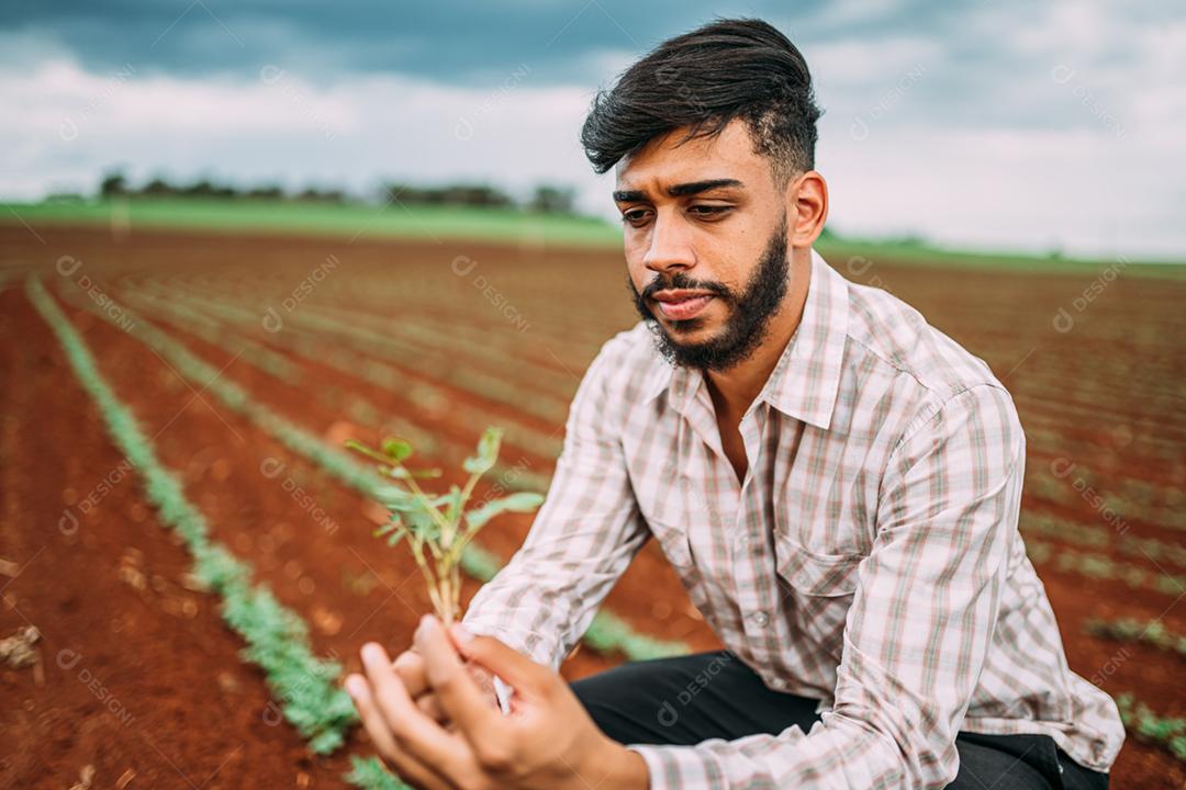 Mão de trabalhador agrícola masculino colhendo amendoim orgânico maduro fresco verde.
