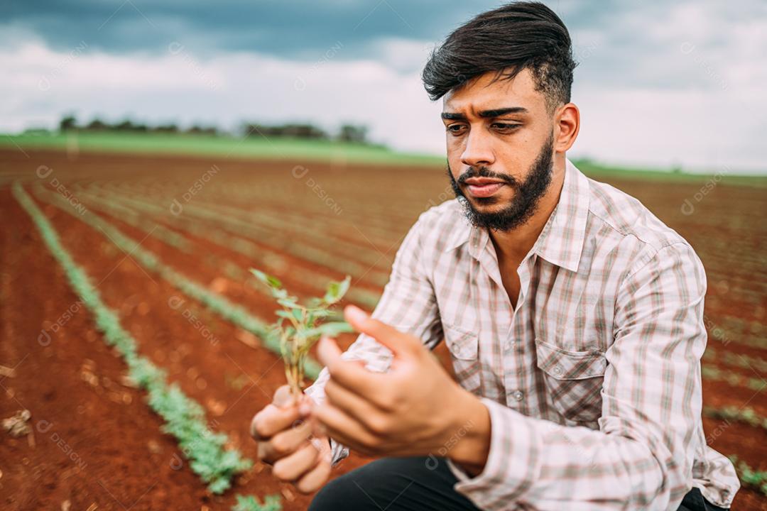 Mão de trabalhador agrícola masculino colhendo amendoim orgânico maduro fresco verde.