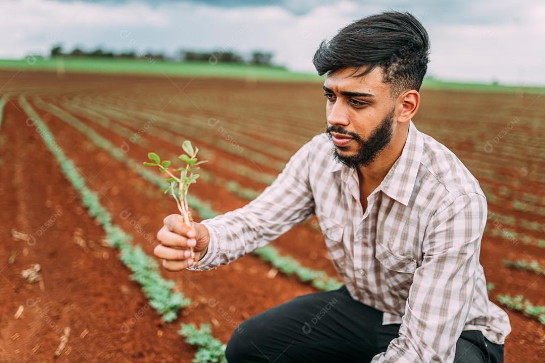 Mão de trabalhador agrícola masculino colhendo amendoim orgânico maduro fresco verde.