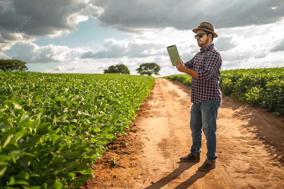 Agricultor latino-americano trabalhando na plantação de soja, examinando o desenvolvimento da cultura no tablet