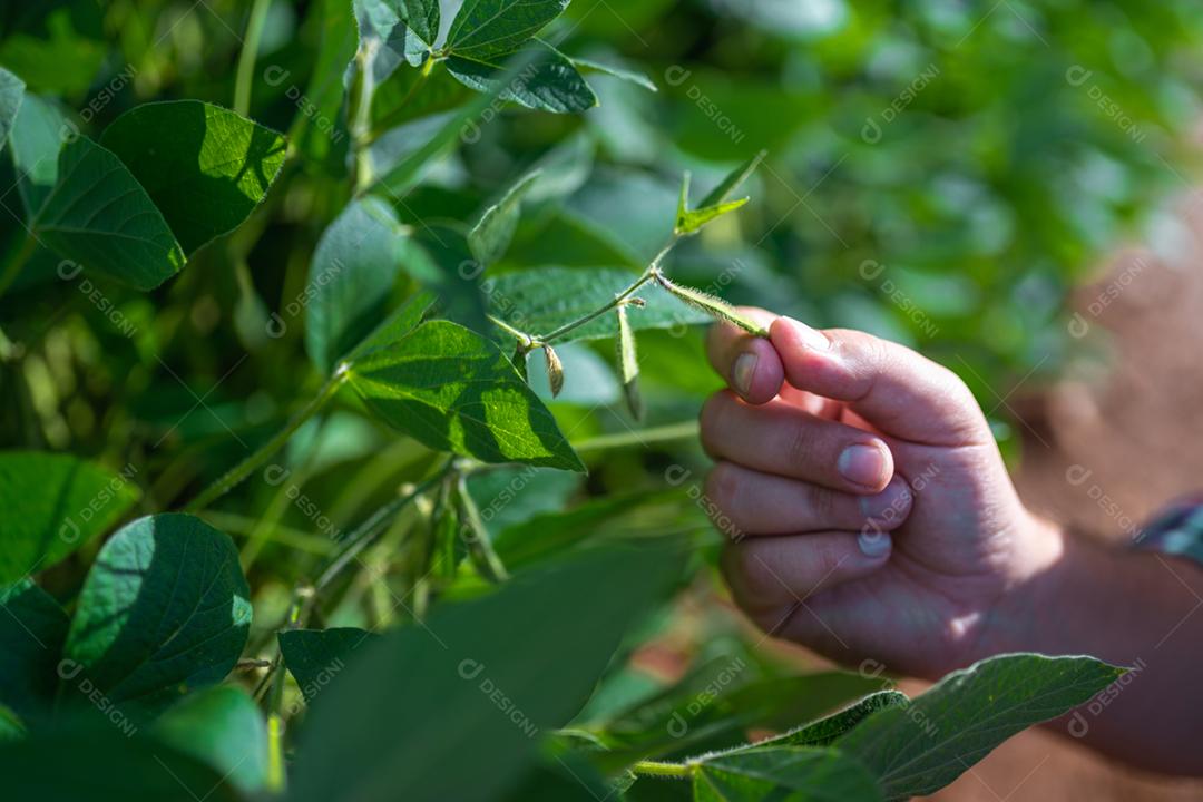 Mão de trabalhador agrícola masculino colhendo soja orgânica madura fresca verde.