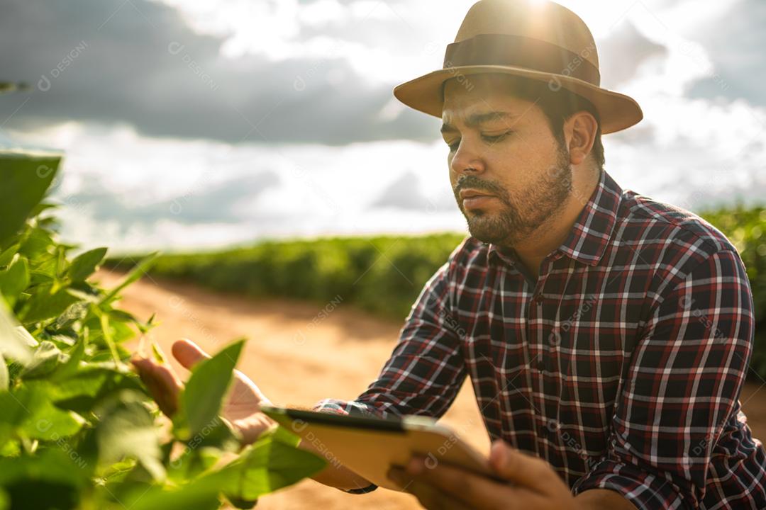 Agricultor latino-americano trabalhando na plantação de soja, examinando o desenvolvimento da cultura no tablet