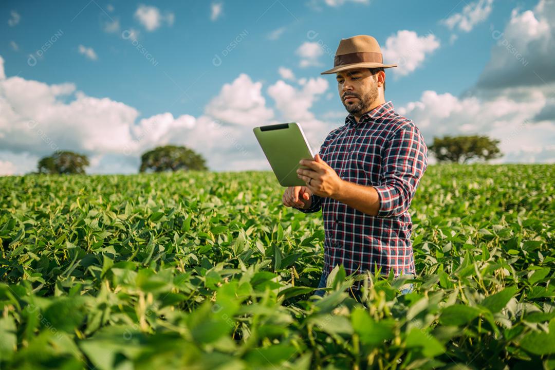 Agricultor latino-americano trabalhando na plantação de soja, examinando o desenvolvimento da cultura no tablet