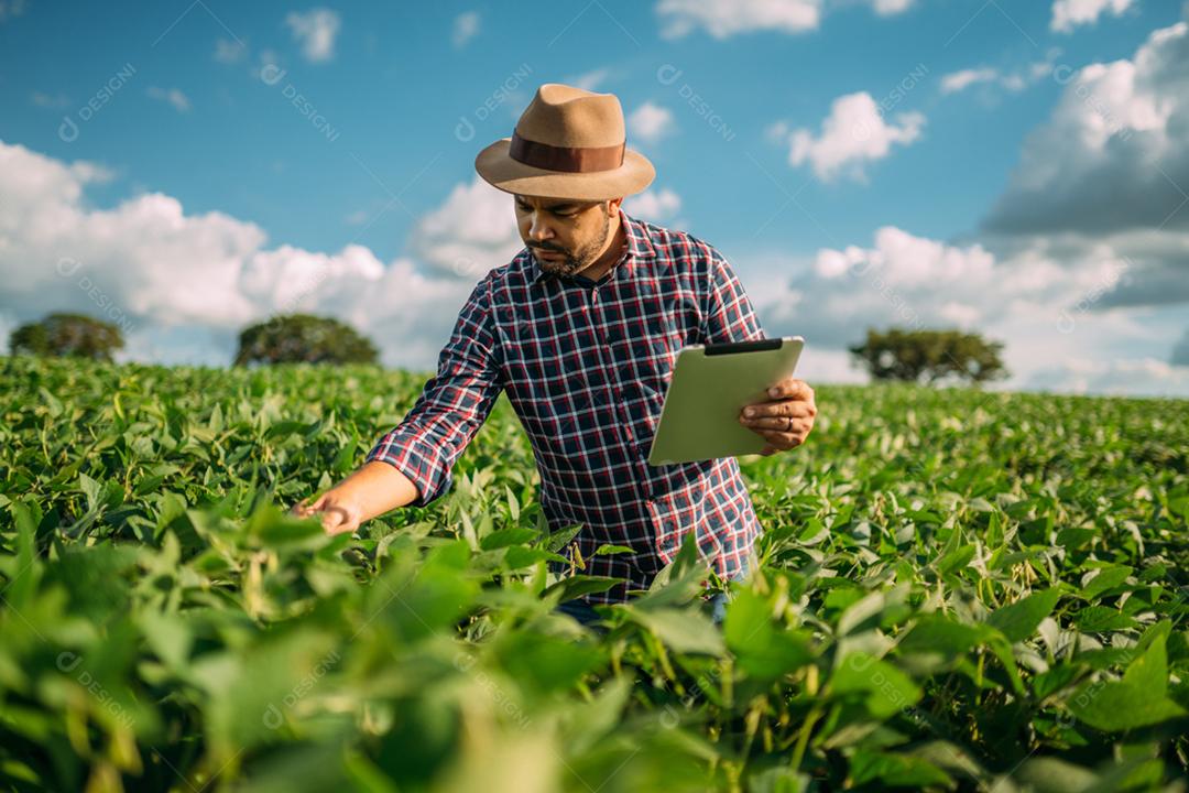 Agricultor latino-americano trabalhando na plantação de soja, examinando o desenvolvimento da cultura no tablet