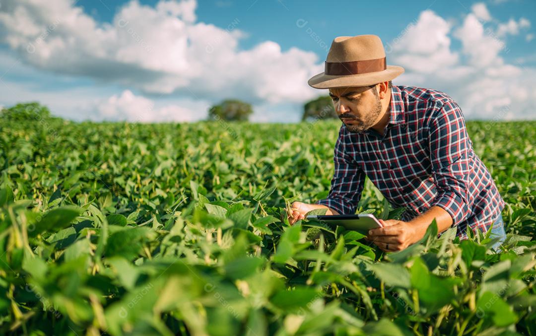 Agricultor latino-americano trabalhando na plantação de soja, examinando o desenvolvimento da cultura no tablet