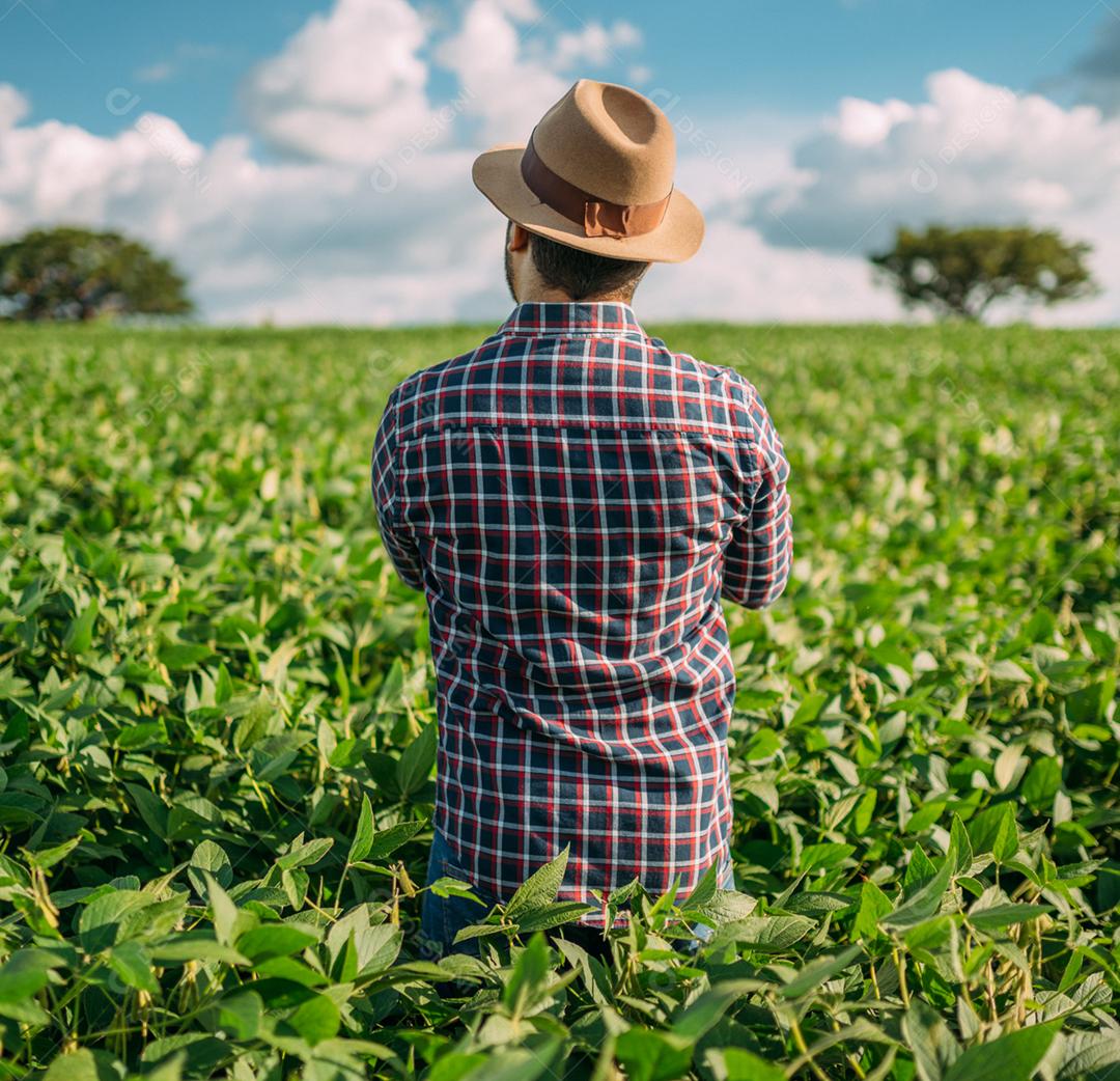 Agricultor latino-americano trabalhando na plantação de soja, examinando o desenvolvimento da cultura no tablet