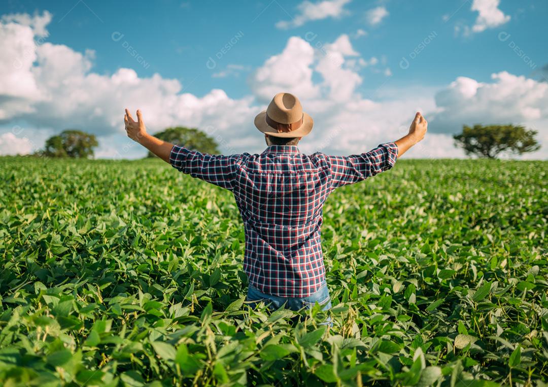 Homem de costas para o espectador em um campo de soja. Agricultor agradecendo pela colheita ou chuva.