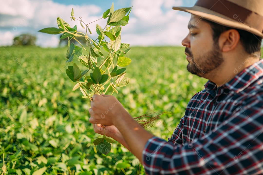 Mão de trabalhador agrícola masculino colhendo soja orgânica madura fresca verde.