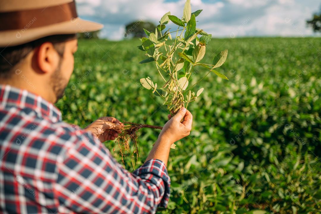 Mão de trabalhador agrícola masculino colhendo soja orgânica madura fresca verde.