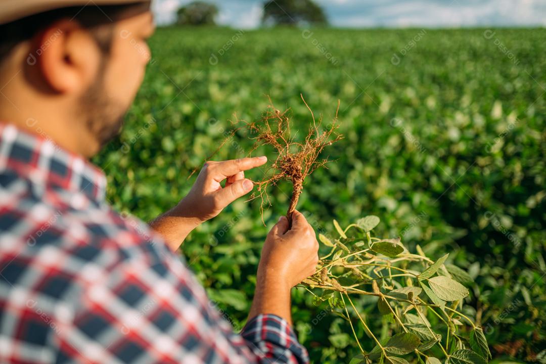 Mão de trabalhador agrícola masculino colhendo soja orgânica madura fresca verde.