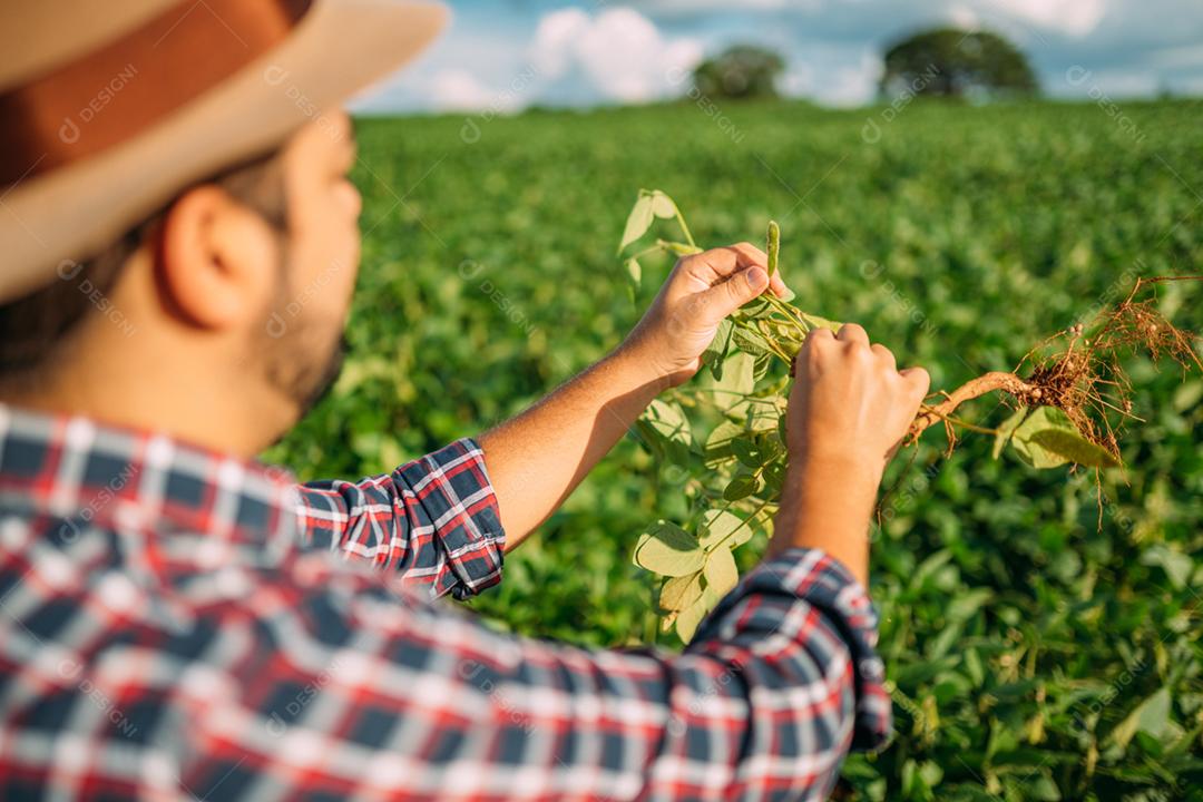 Mão de trabalhador agrícola masculino colhendo soja orgânica madura fresca verde.