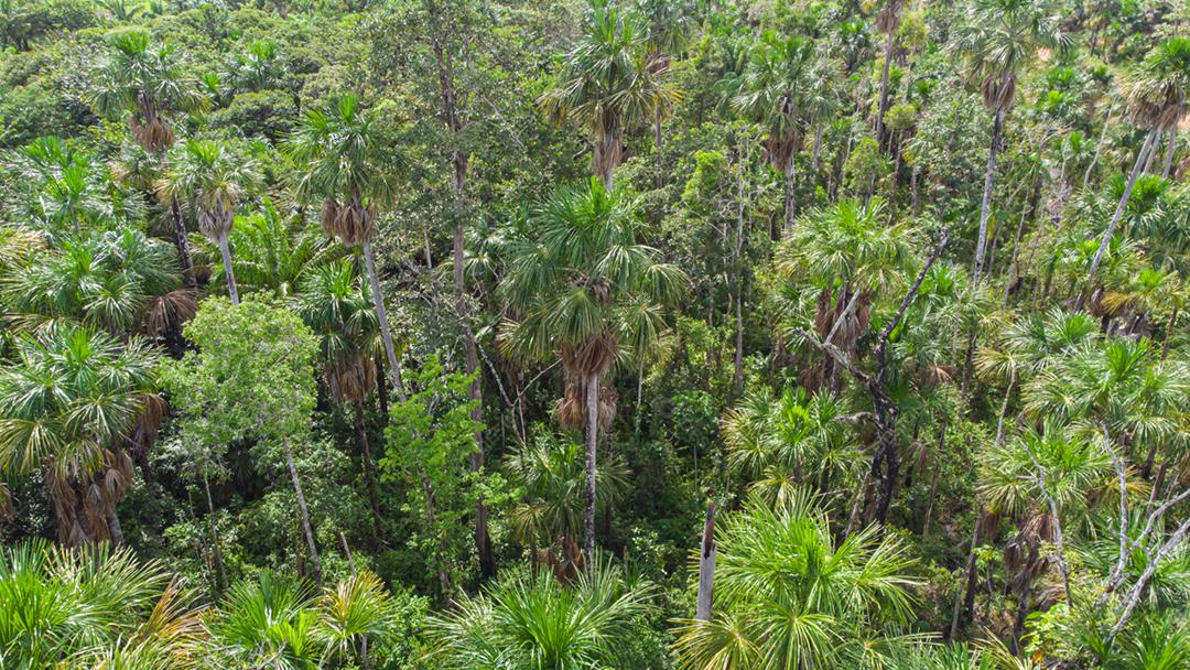 Vista aérea da palmeira nativa de Buriti no meio da floresta amazônica. Buritizal.