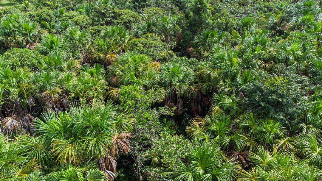 Vista aérea da palmeira nativa de Buriti no meio da floresta amazônica. Buritizal.