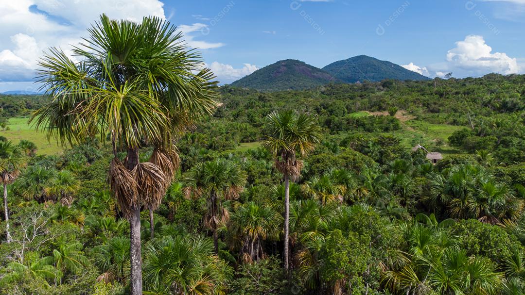 Vista aérea da palmeira nativa de Buriti no meio da floresta amazônica. Buritizal.