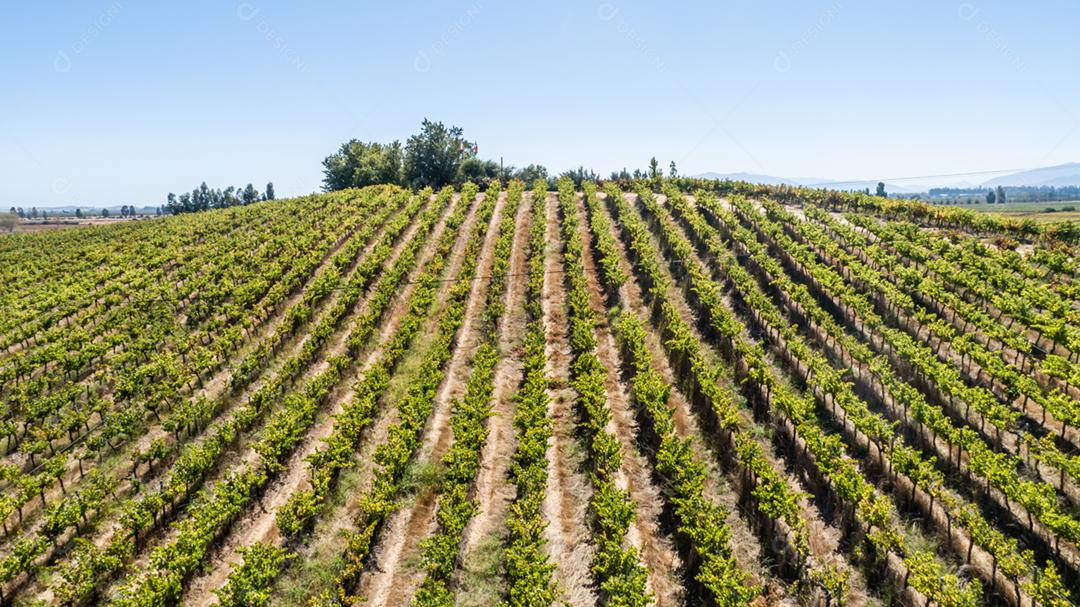 Paisagem aérea sobre campos de vinhas de uva com denominação de origem. Plantação de uvas linhas de vinho