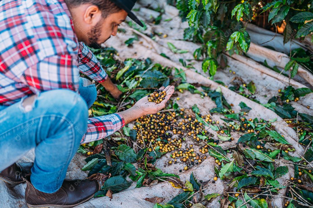 Homem latino colhendo grãos de café em um dia ensolarado. O agricultor de café está colhendo bagas de café. Brasil