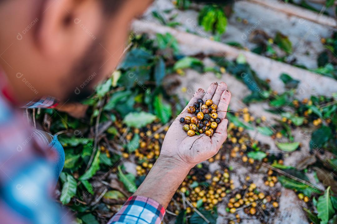 Homem latino colhendo grãos de café em um dia ensolarado. O agricultor de café está colhendo bagas de café. Brasil