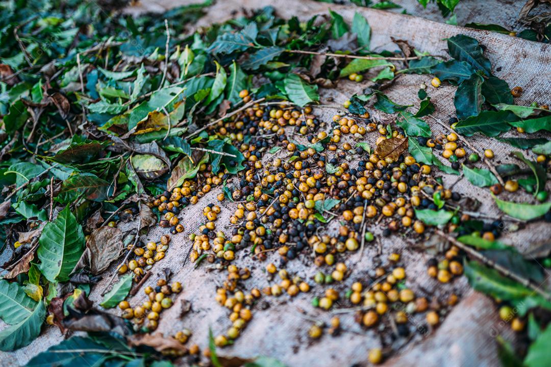 Café no agricultor. Colhendo bagas de café. Brasil