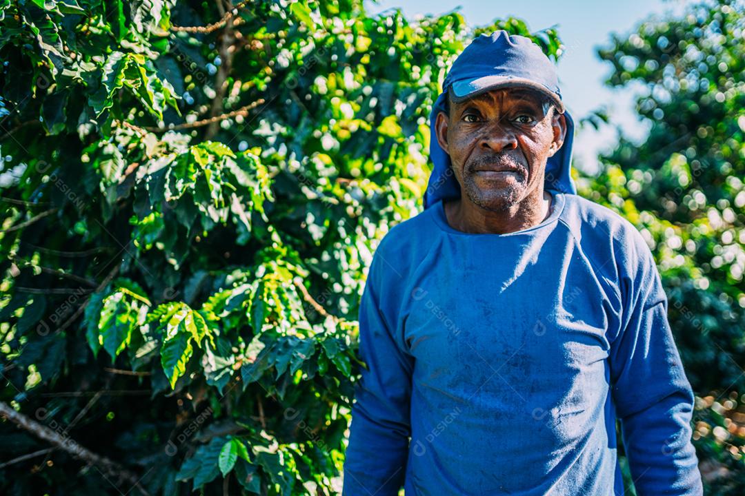 Homem latino colhendo grãos de café em um dia ensolarado. O agricultor de café está colhendo bagas de café. Brasil