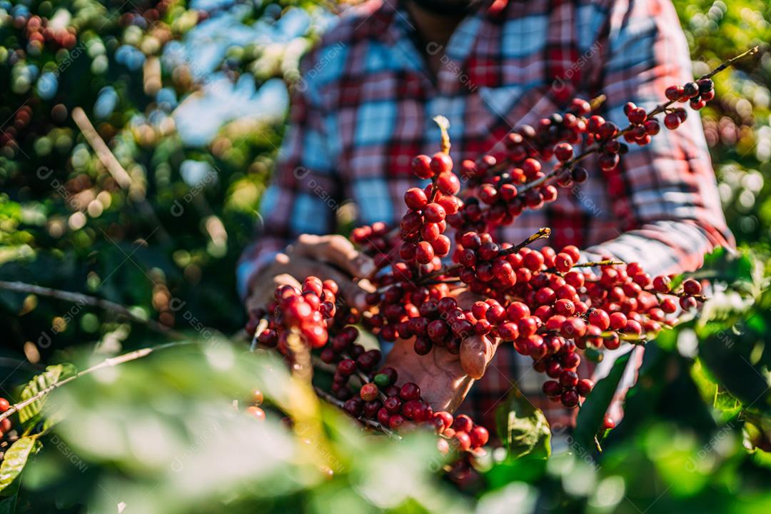 Café arábica sendo colhido manualmente pelas mãos do homem agricultor. Café especial brasileiro.
