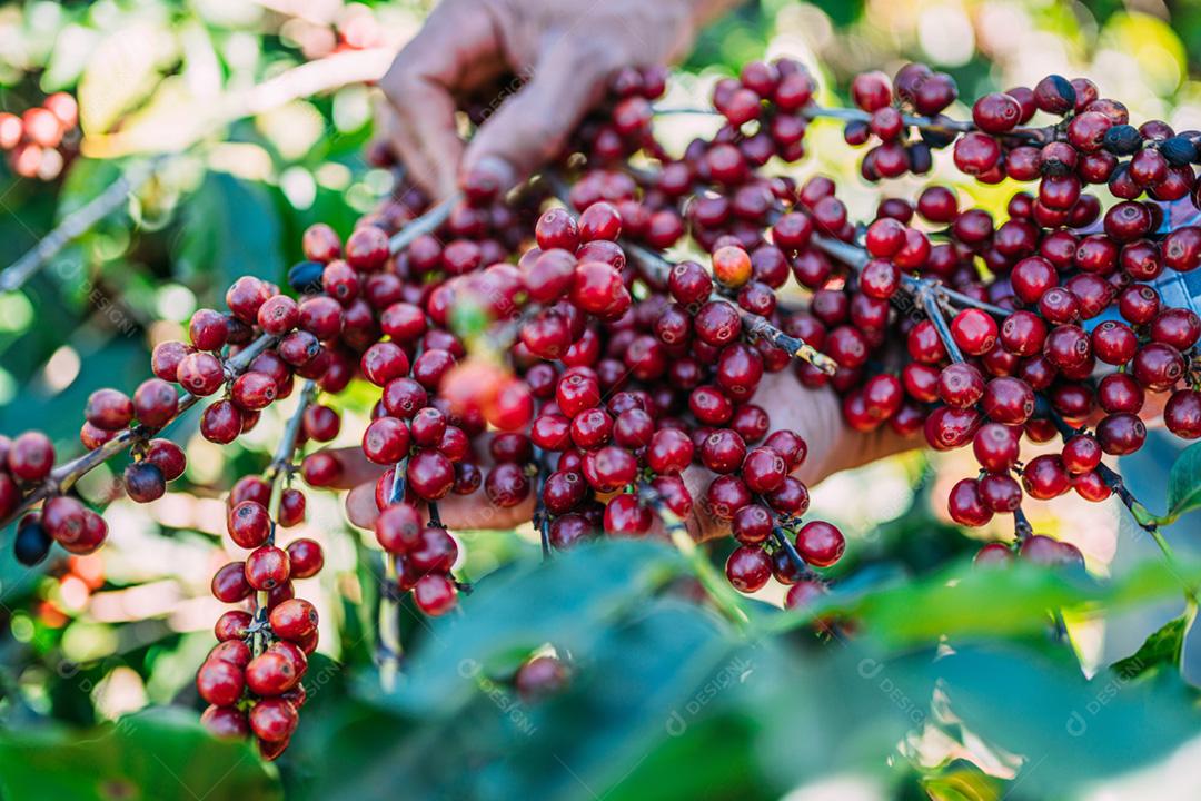 Café arábica sendo colhido manualmente pelas mãos do homem agricultor. Café especial brasileiro.