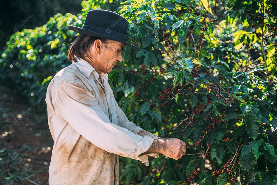 Homem latino colhendo grãos de café em um dia ensolarado. O agricultor de café está colhendo bagas de café. Brasil