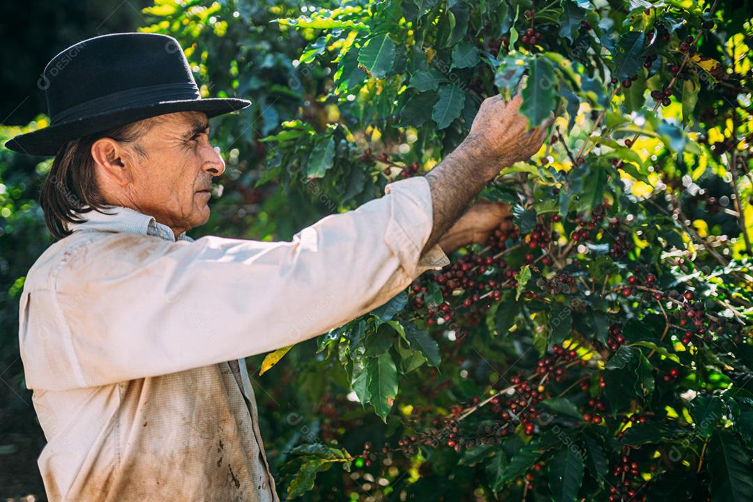 Café arábica sendo colhido manualmente pelas mãos do homem agricultor. Café especial brasileiro.